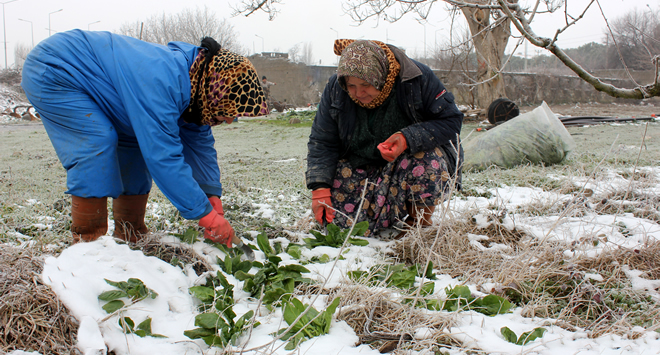 ÇETİN KIŞ ŞARTLARI TARIM İŞÇİLERİNİ ZORLUYOR