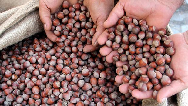 FINDIKTA DESTEKLEME MÜRACAATLARI BAŞLADI