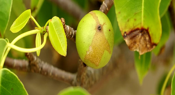 BU AĞACIN MEYVESİ ÖLDÜRÜYOR