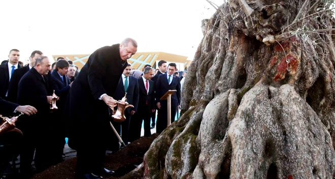 BİN YILLIK AĞACI SÖKTÜLER İNŞALLAH TUTAR DİYEREK DİKTİLER