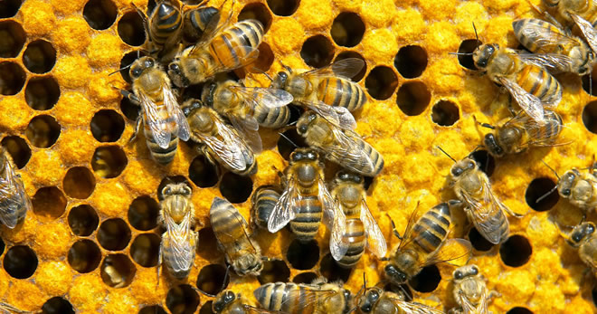 ENFEKSİYON YÜZÜNDEN ARILARIN YÜZDE 70 İ TELEF OLDU