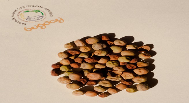 TOHUM EKİLMEZ İSE MASALLARDA ANLATILMAZ İSE ÖLÜR