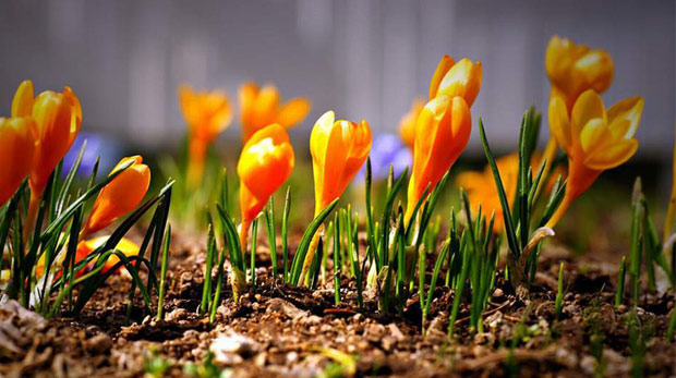 TÜRKİYE NİN ENDEMİK BİTKİLERİ YURTDIŞINA KAÇIRILIYOR