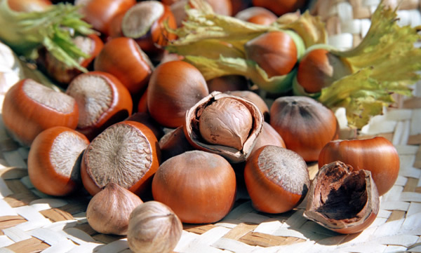 FINDIK FİYATLARINA MÜDAHALE GELİYOR