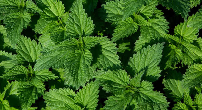 JAPON İŞ ADAMLARI BU BİTKİ İÇİN GELİYOR