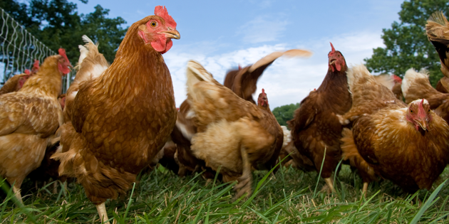 HAYVAN BESLENMESİNDE ESKİYE DÖNÜŞ