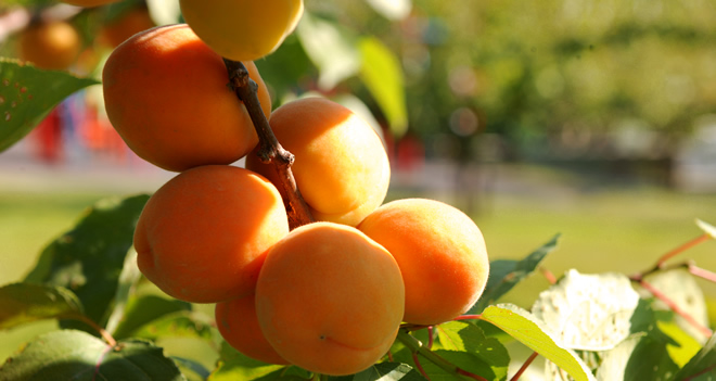 KAYISIDA 2016 POLİÇE TANZİMLERİ BAŞLADI