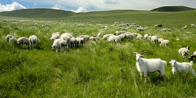 HAYVANLARINIZI KIŞ MEVSİMİNDE MERALARDA OTLATMAYIN