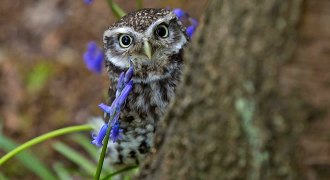 TARLALARIN YENİ BEKÇİSİ BAYKUŞLAR