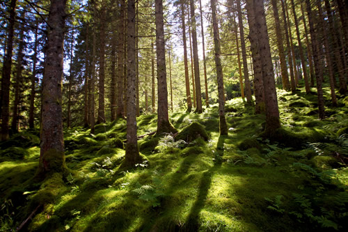 Norveç Ormanlarını Nasıl Yeniden Yarattı