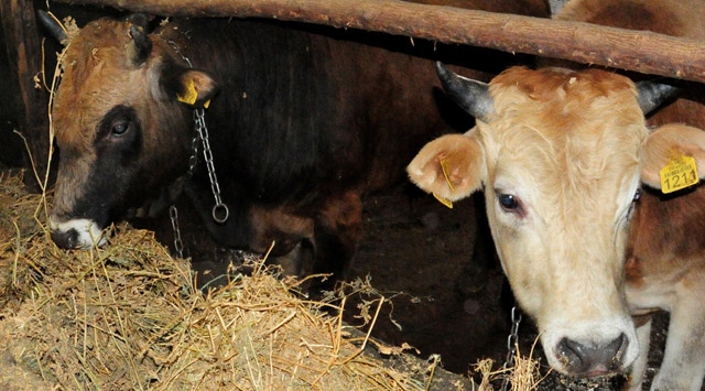 CANLI HAYVAN İTHALATI TARTIŞMASI BÜYÜYOR