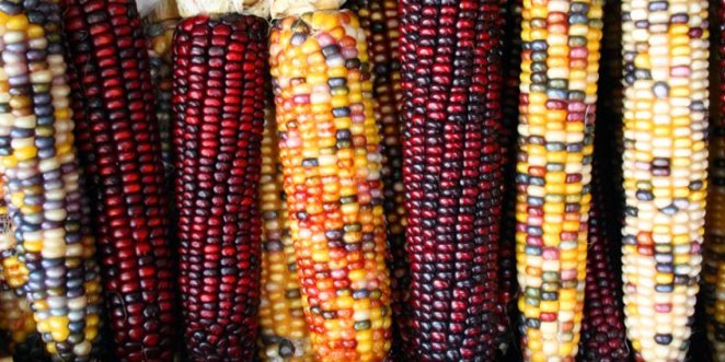 GDO LU MISIR TARTIŞMASI YENİ BİR BOYUT KAZANDI