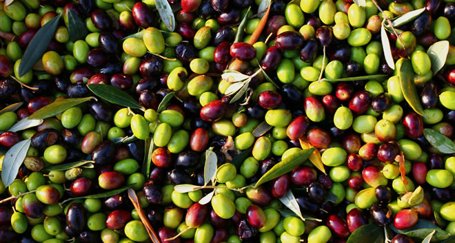 ZEYTİN ATIKLARI YAPAY GÜBREDEN DAHA ETKİLİ OLUYOR