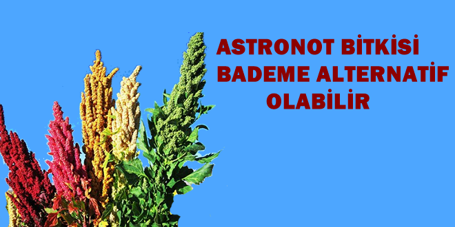 KİNOA ON PİLOT BÖLGEDE YETİŞTİRİLECEK