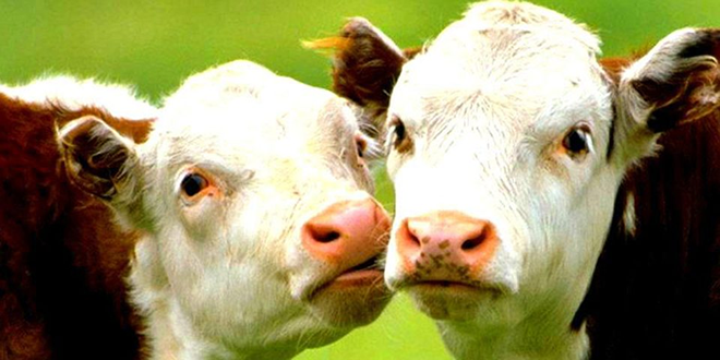 DAMIZLIK DÜVE YETİŞTİRİCİLİĞİ DESTEĞİ KOŞULLARI AÇIKLANDI