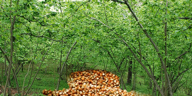 FINDIKTA DEVLET POLİTİKASI ŞART