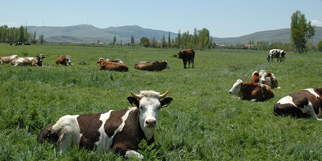 TERÖR MERALARI KULLANILAMAZ HALE GETİRDİ