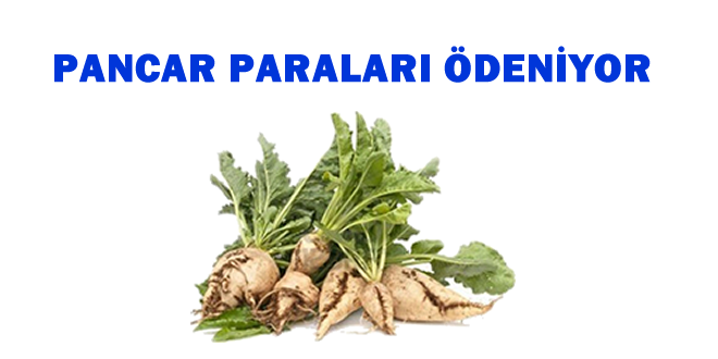 PANCAR ÇİFTÇİSİNİN GÖZÜAYDIN