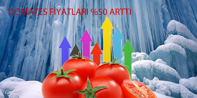 Soğuklar Domatesin Fiyatını Yüzde 50 Arttırdı