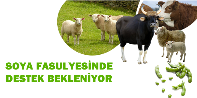 HAYVAN YETİŞTİRİCİLERİ DESTEK BEKLİYOR