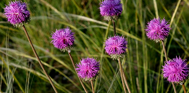 100 YILDIR KAYIPTI YENİDEN ORTAYA ÇIKTI