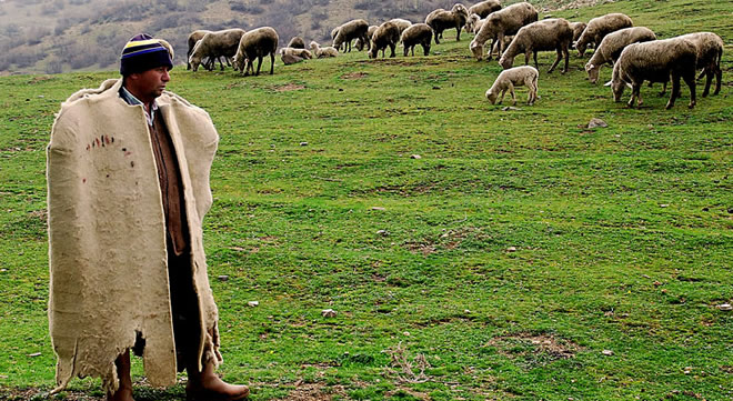 VERİLEN TEŞVİKLER ÇOBANLIĞA RAĞBETİ ARTTIRDI