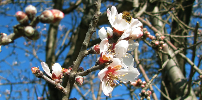 ERKEN GELEN SICAK HAVA TARIMI ETKİLEYEBİLİR