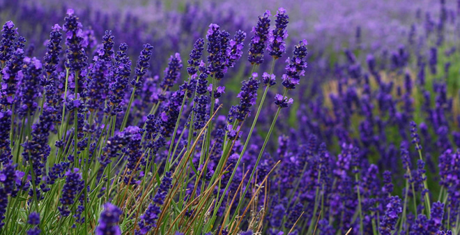 LAVANTANIN MERKEZİ KEÇİBORLU