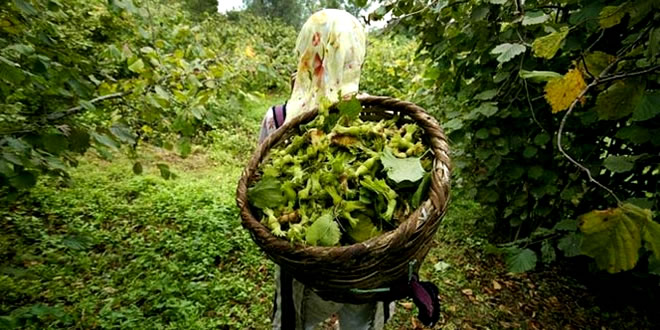 FINDIK ÜRETİCİLERİNE SİGORTA UYARISI