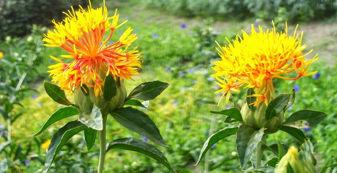 ASPİR ÜRETİMİ GİDEREK YAYGINLAŞIYOR