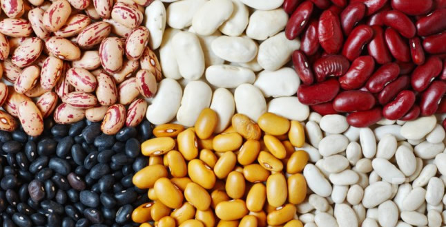 BAKLAGİL ÜRETİMİ İHTİYACI KARŞILAMIYOR