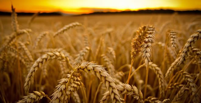 BUĞDAY ÜRETİMİNDE REKOR BEKLENİYOR