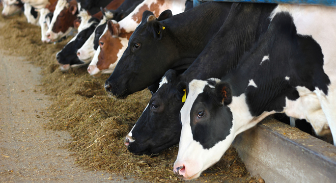 KOKUYOR GEREKÇESİYLE HAYVANCILIK TESİSLERİ KAPATILACAK