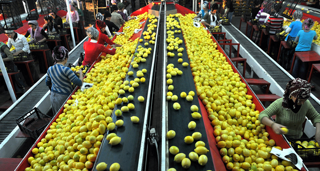 TARIMSAL İHRACATTA YENİ HEDEF UZAKDOĞU PAZARI