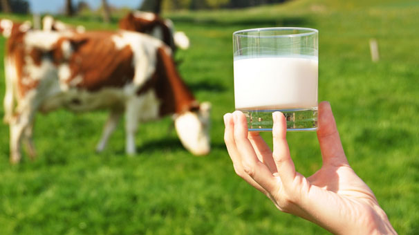 SÜT KRİZİNE İZMİR MODELİ ÖNERİSİ