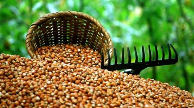 FINDIKTA DESTEĞE ÇKS ŞARTI