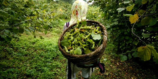 FINDIKTA SİGORTA İÇİN SON GÜNE DİKKAT