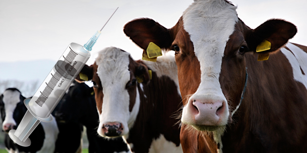 ŞAP AŞISINI TÜRKİYE ÜRETTİ ERMENİSTAN İSTEDİ