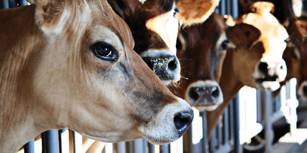BAKANLIK HAYVANLARIN GENETİK HARİTASINI ÇIKARACAK