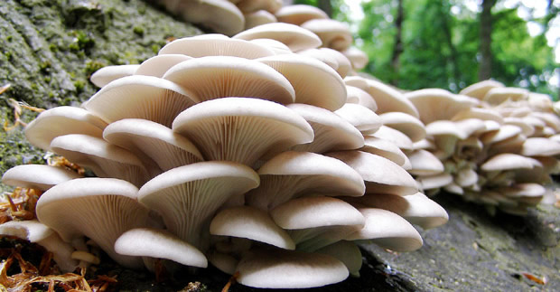 10 LİRALIK FİYATIYLA KIRMIZI ETE RAKİP ÇIKTI