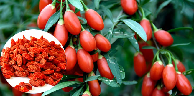 GOJİ BERRY ÜRETİMİ BİR TUTKUDUR