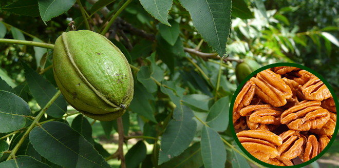 PİKAN CEVİZİ SERT KIŞ KOŞULLARI HARİÇ BİRÇOK BÖLGEDE YETİŞTİRİLEBİLİR