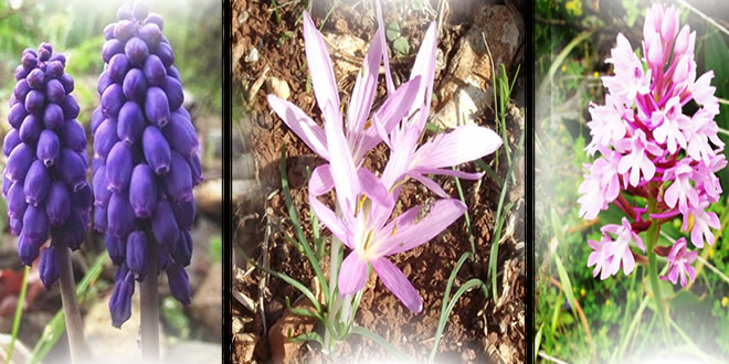 BU BİTKİLERE DOKUNANLAR YANDI