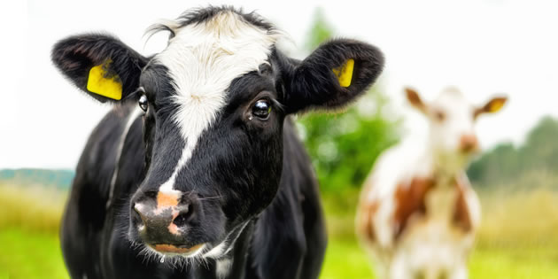 AVRUPA DAN TÜRKİYE YE HAYVAN İHRACATI YASAKLANIYOR MU