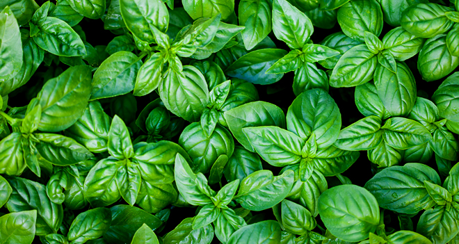 DOĞADAN GELEN TAZELİĞİN ÜRETİM ÖYKÜSÜ