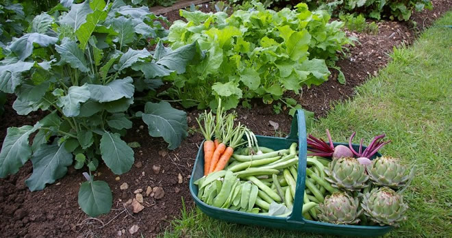 Kentin Gizli Bahçeleri Kent Bostanları