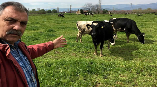 MAHMUT ESKİYÖRÜK TEN ET VE SÜT KRİZİNİ BİTİRECEK ÖNERİLER