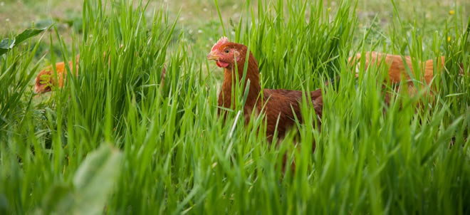 DOĞA DOSTU YÖNTEMLERLE SAĞLIKLI BESİN ÜRETİMİ BU ÇİFTLİKTE