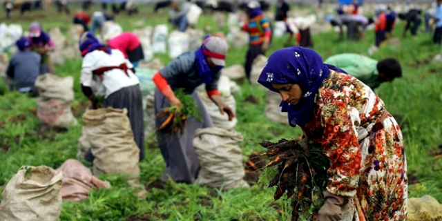 TARIM ARALIK AYINDA 5 MİLYONDAN FAZLA KİŞİYE İSTİHDAM SAĞLADI
