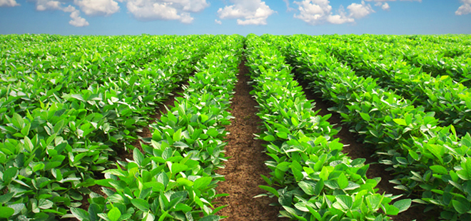 ÜRETİCİ İYİ TARIM UYGULAMALARINI SEVDİ